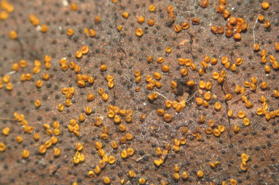 Tre tipi di funghi, quali?